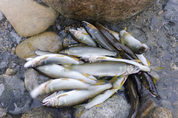 釣りたての天然鮎