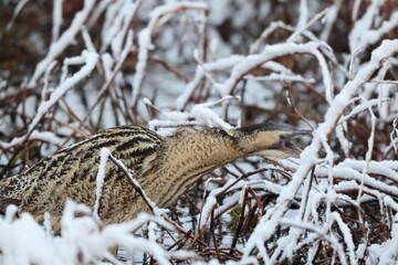 The Eurasian bittern or great bittern (Botaurus stellaris stellaris) is a wading bird in the bittern subfamily (Botaurinae) of the heron family Ardeidae. This photo was taken in Japan.