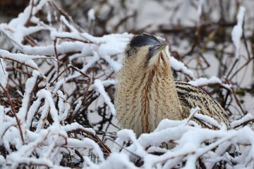 The Eurasian bittern or great bittern (Botaurus stellaris stellaris) is a wading bird in the bittern subfamily (Botaurinae) of the heron family Ardeidae. This photo was taken in Japan.