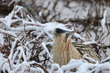 The Eurasian bittern or great bittern (Botaurus stellaris stellaris) is a wading bird in the bittern subfamily (Botaurinae) of the heron family Ardeidae. This photo was taken in Japan.