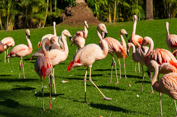 pink flamingos in the park