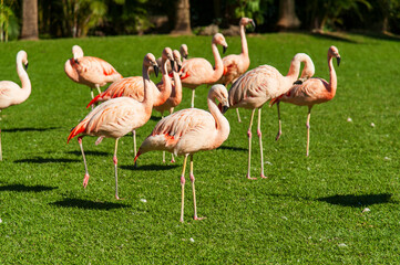 pink flamingos in the park