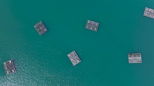 Aerial view of Mussel Farms Cultivating with floating platforms along Spanish coast, A Illa de Arousa, Pontevedra, Spain