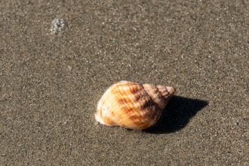 Common whelk on the beach