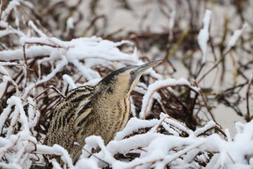 The Eurasian bittern or great bittern (Botaurus stellaris stellaris) is a wading bird in the bittern subfamily (Botaurinae) of the heron family Ardeidae. This photo was taken in Japan.