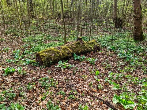 Fallen mossy tree trunk lying on forest floor covered with dry leaves and green plants