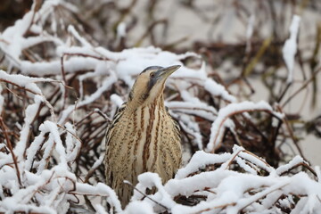 The Eurasian bittern or great bittern (Botaurus stellaris stellaris) is a wading bird in the bittern subfamily (Botaurinae) of the heron family Ardeidae. This photo was taken in Japan.