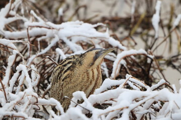 The Eurasian bittern or great bittern (Botaurus stellaris stellaris) is a wading bird in the bittern subfamily (Botaurinae) of the heron family Ardeidae. This photo was taken in Japan.