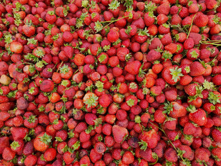 Close Up of Freshly Harvested Strawberries with Green Tops