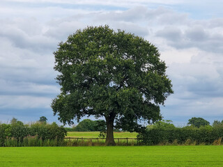 Solitary Tree in a Green Field with Fence and Overcast Sky