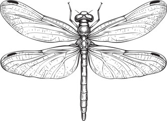 Detailed dragonfly illustration with intricate wing patterns in black and white. Vector illustration