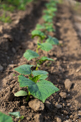 Young cucumber seedling planted in soil. Organic gardening. Farm planting and vegetables growing.