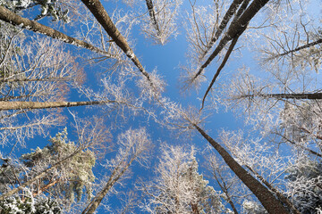 Trees in a winter forest, bottom-up view
