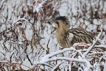 The Eurasian bittern or great bittern (Botaurus stellaris stellaris) is a wading bird in the bittern subfamily (Botaurinae) of the heron family Ardeidae. This photo was taken in Japan.