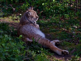 lynx in the zoo, Eurasian lynx