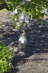 gallina blanca ponedora de corral