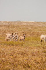 Asno Burro Jegue Equidae Paisagens Vegetação Animais-Silvestres Ceará Parque-Nacional-De-Jericoacoara Natureza Dunas Restinga Fauna Flora Biodiversidade Ecossistema Répteis Cactos Caatinga Conservação