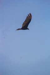 Urubu Aves-Voando Mar Praia Voo Natureza Céu Planagem Asas Silhueta Predador Carrinho Ecossistema Liberdade Vento Pescadores Restos Fotografia