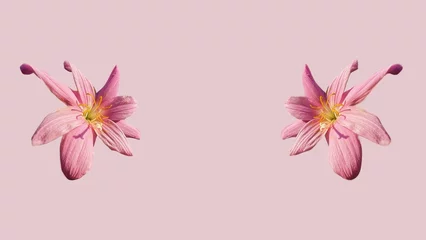 Fotobehang Krokus Pink wild saffron flower, crocus isolated on pink background. Ephemeral flowers, wild primrose (Colchicum ancyrense), autumn crocuses, meadow saffron and the naked woman. Copy space. Postcard.  © Bediha Duru Öksüz