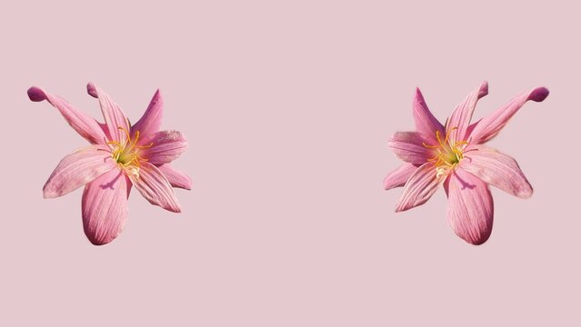 Pink wild saffron flower, crocus isolated on pink background. Ephemeral flowers, wild primrose (Colchicum ancyrense), autumn crocuses, meadow saffron and the naked woman. Copy space. Postcard.