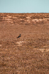 Paisagens Vegetação Animais-Silvestres Ceará Parque-Nacional-De-Jericoacoara Natureza Dunas Restinga Manguezal Fauna Flora Biodiversidade Ecossistema Aves Répteis Cactos Caatinga Conservação