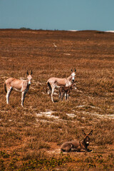 Asno Burro Jegue Equidae Paisagens Vegetação Animais-Silvestres Ceará Parque-Nacional-De-Jericoacoara Natureza Dunas Restinga Fauna Flora Biodiversidade Ecossistema Répteis Cactos Caatinga Conservação