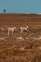 Asno Burro Jegue Equidae Paisagens Vegetação Animais-Silvestres Ceará Parque-Nacional-De-Jericoacoara Natureza Dunas Restinga Fauna Flora Biodiversidade Ecossistema Répteis Cactos Caatinga Conservação
