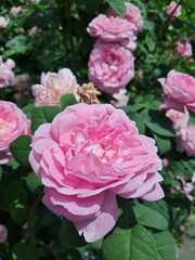? close-up of a pink rose, with well-defined, delicate petals.