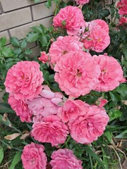 A cluster of vibrant pink roses growing against a brick wall. Seasonal Wall Garden