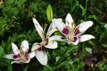 Obraz premium Blooming White Lilies with Bud in Garden