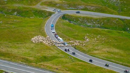 Sheep on road between mountains. A view of stopped cars by the walking sheep on road between Europe mountains during day time.