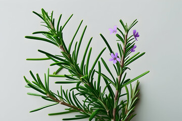 Obraz premium rosemary on white background,Fresh Rosemary Sprig on Clean White Background with Copy Space,fresh rosemary isolated in on white,Silhouette of a delicate rosemary branch on a white background.