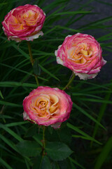 Three roses with vibrant pink and yellow petals. Springtime Floral Harmony