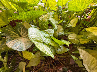Syngonium Podophyllum 'Milk Confetti' leaves close-up background. A popular houseplant aroid...