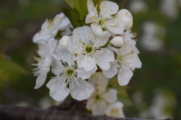 Serenity in Bloom: White Blossoms and Greenery