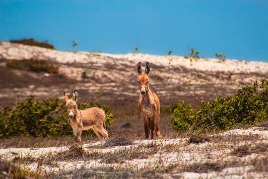 Asno Burro Jegue Equidae Paisagens Vegeta&ccedil;&atilde;o Animais-Silvestres Cear&aacute; Parque-Nacional-De-Jericoacoara Natureza Dunas Restinga Fauna Flora Biodiversidade Ecossistema R&eacute;pteis Cactos Caatinga Conserva&ccedil;&atilde;o