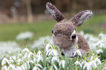 Knitted easter bunny sitting in a field of snowdrops