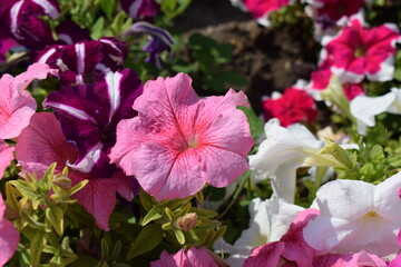 Bright and Beautiful Petunias in Landscaped Area