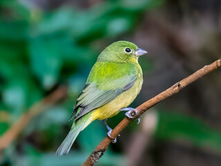 Female Painted Bunting perched on a thin branch
