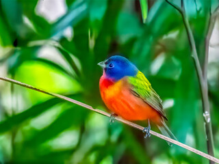Female Painted Bunting perched on a thin branch