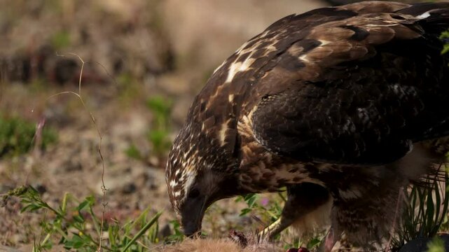Close up shot of juvenile Black-chested buzzard-eagle eating dead hare