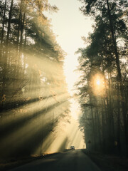 Obraz premium Poranne promienie słońca w lesie – złota godzina w naturze