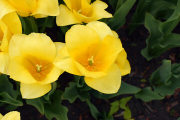 Fototapeta premium A field densely populated with yellow tulips, all blooming in harmony. Golden Tulip Symphony