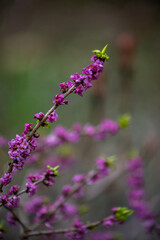 Common wolfberry (Daphne mezereum) delicate pink flowers blooming on tree branches close up