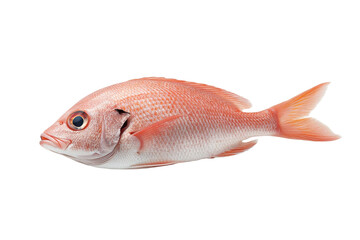 A red fish is shown on a white background
