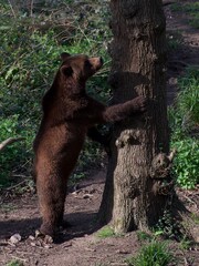 brown bear in the woods