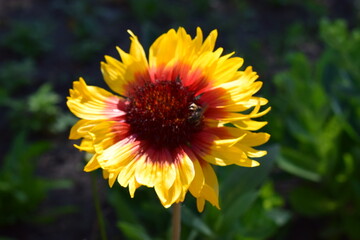 A vibrant Gaillardia flower with a red center and petals that transition from red at the base to yellow at the tips. Gaillardias Fiery Splendor