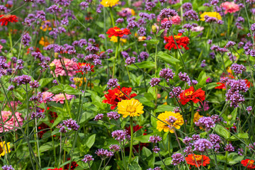 A stunning display of Argentinian vervain (Verbena bonariensis) and Zinnia elegans (also known as youth-and-age, common zinnia, or elegant zinnia) blooming in a flower garden during the summer.