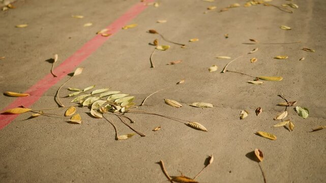 Scattered autumn leaves lying on ground, capturing seasonal change with warm daylight glow, highlighting delicate color transitions, dryness, and subtle textures on pavement for calm outdoor