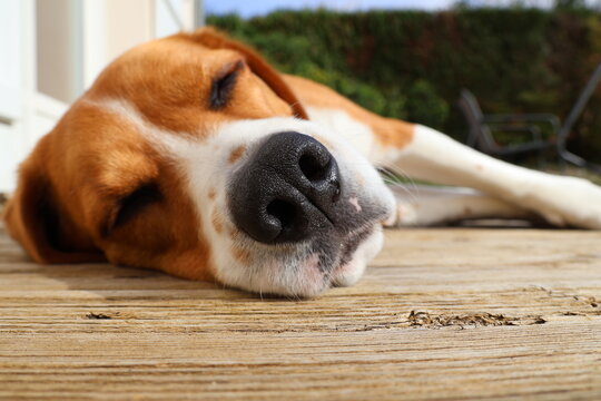 Fototapeta Beagle allongé au soleil pour une sieste sur la terrasse zoom sur la tête avec les yeux fermés